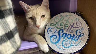 A winter piece made by Isabella and shown by her cat! (Photo: Isabella Lee)