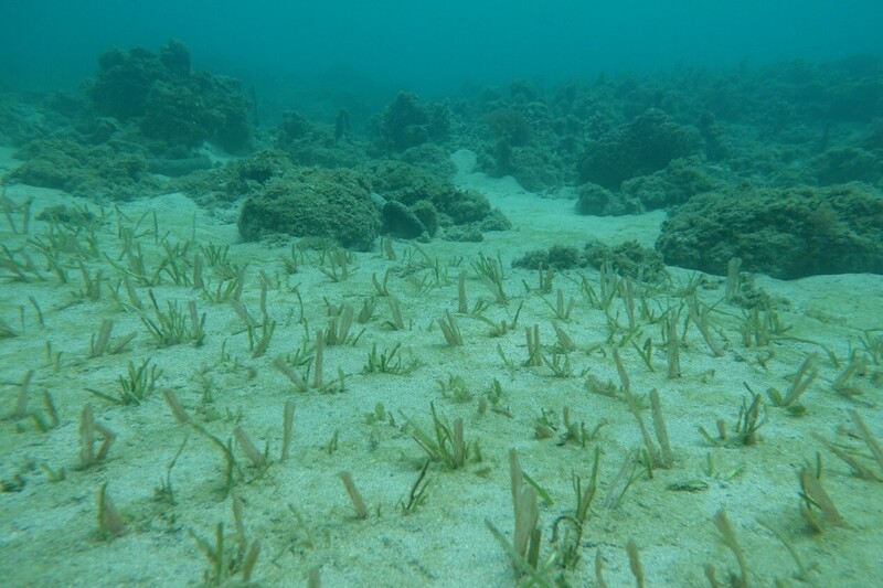 The seven carbon sinks will focus on the restoration of seagrass and mangrove ecosystems, new forest establishment, old forest and bamboo grove management, and the improvement of agricultural soil care. (Photo: Maritime Affairs Commission)