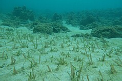 The seven carbon sinks will focus on the restoration of seagrass and mangrove ecosystems, new forest establishment, old forest and bamboo grove management, and the improvement of agricultural soil care. (Photo: Maritime Affairs Commission)