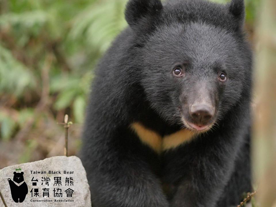 My boss is the Taiwanese black bears | Ep57