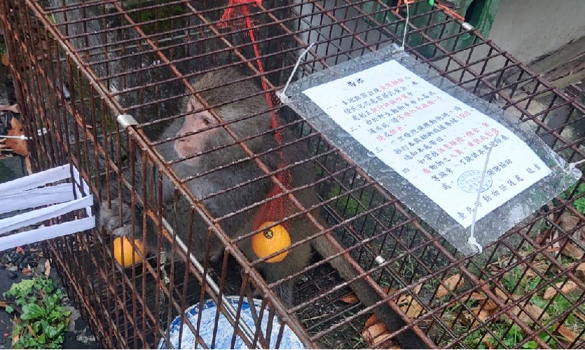 Monkey caught red-handed after 3-month chase | Ep61