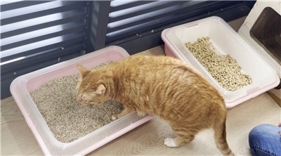 Cat in litter tray. (Photo: Screenshot from video)