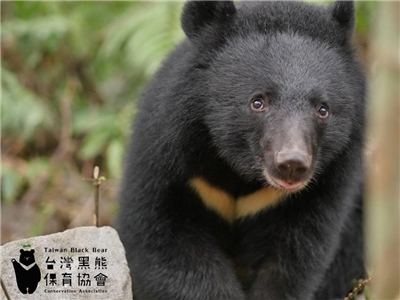 (Photo: Taiwan Black Bear Conservation Association)