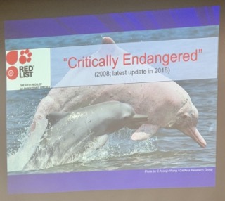 Taiwanese white dolphins are critically endangered. (Photo: Rti)