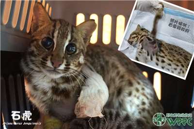 (Photo: Wildlife Research and Rescue Center)