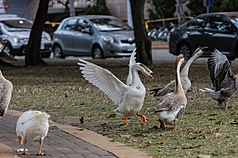 Never approach geese! (Photo: CNA)