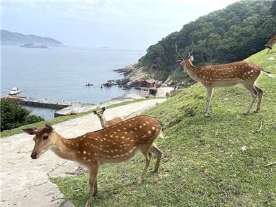 Daqiu is home to around 280 Formosan sika deer thanks to something that happened in the 1980s. (Photo: Lienchiang County Government)
