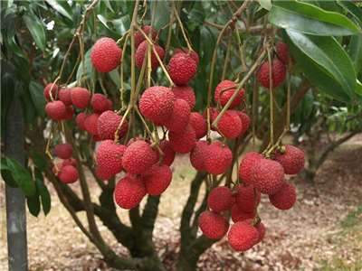 The two varieties – “Colorful Lychee” and “Early Big” – join the list of two other lychee trees with PBR verification in Australia. (Photo: Taiwan Agricultural Research Institute)