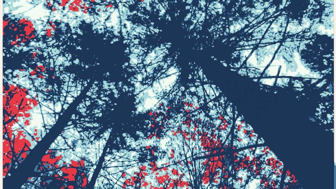 The Butcher of the Forest is a short horror/fantasy fiction which follow Veris Thorn through the mysterious and supernatural woods, or "The Elmever." (Photo edit via Canva)