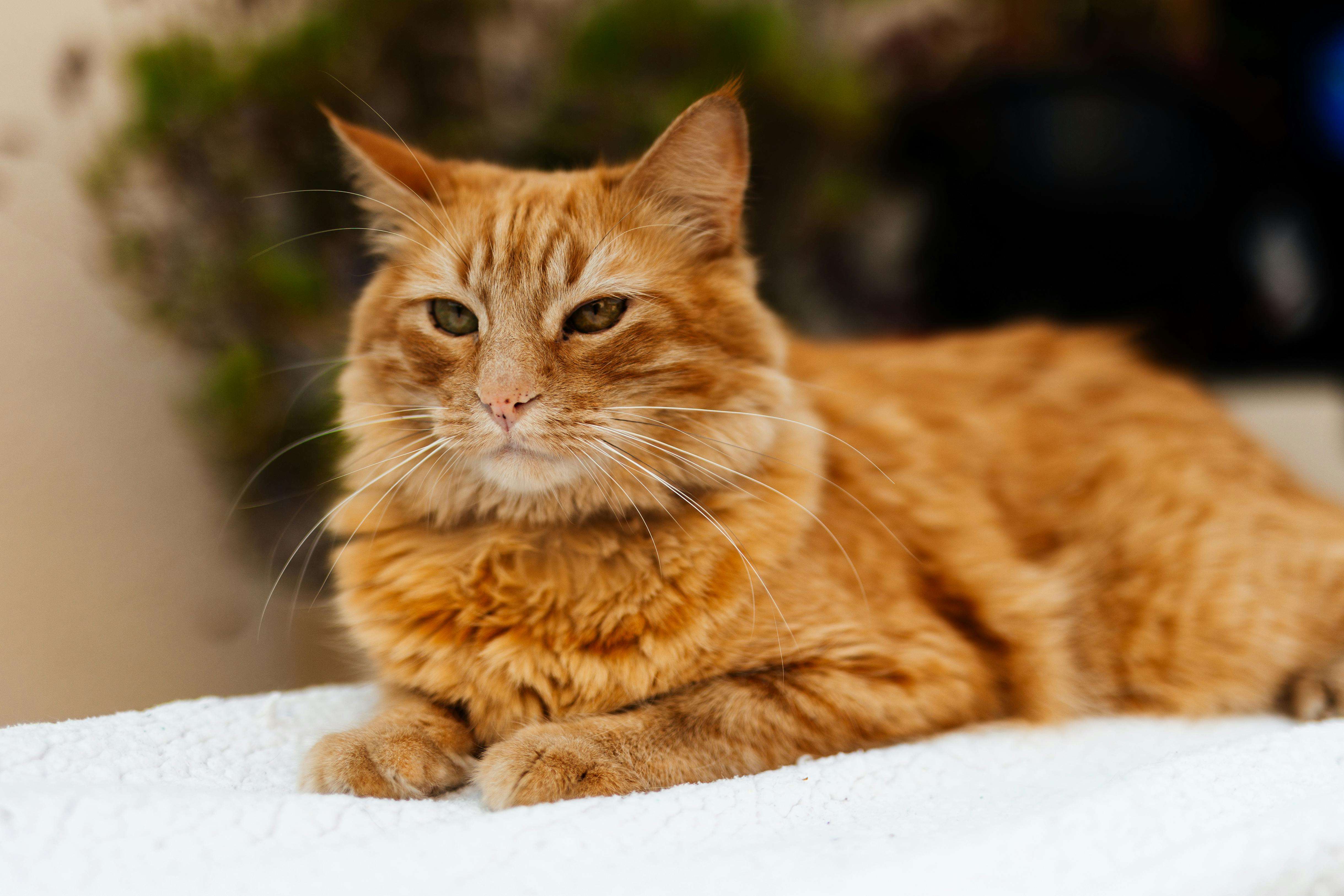 Spaying cats within one year reduces cancer risk by 86% | Ep81