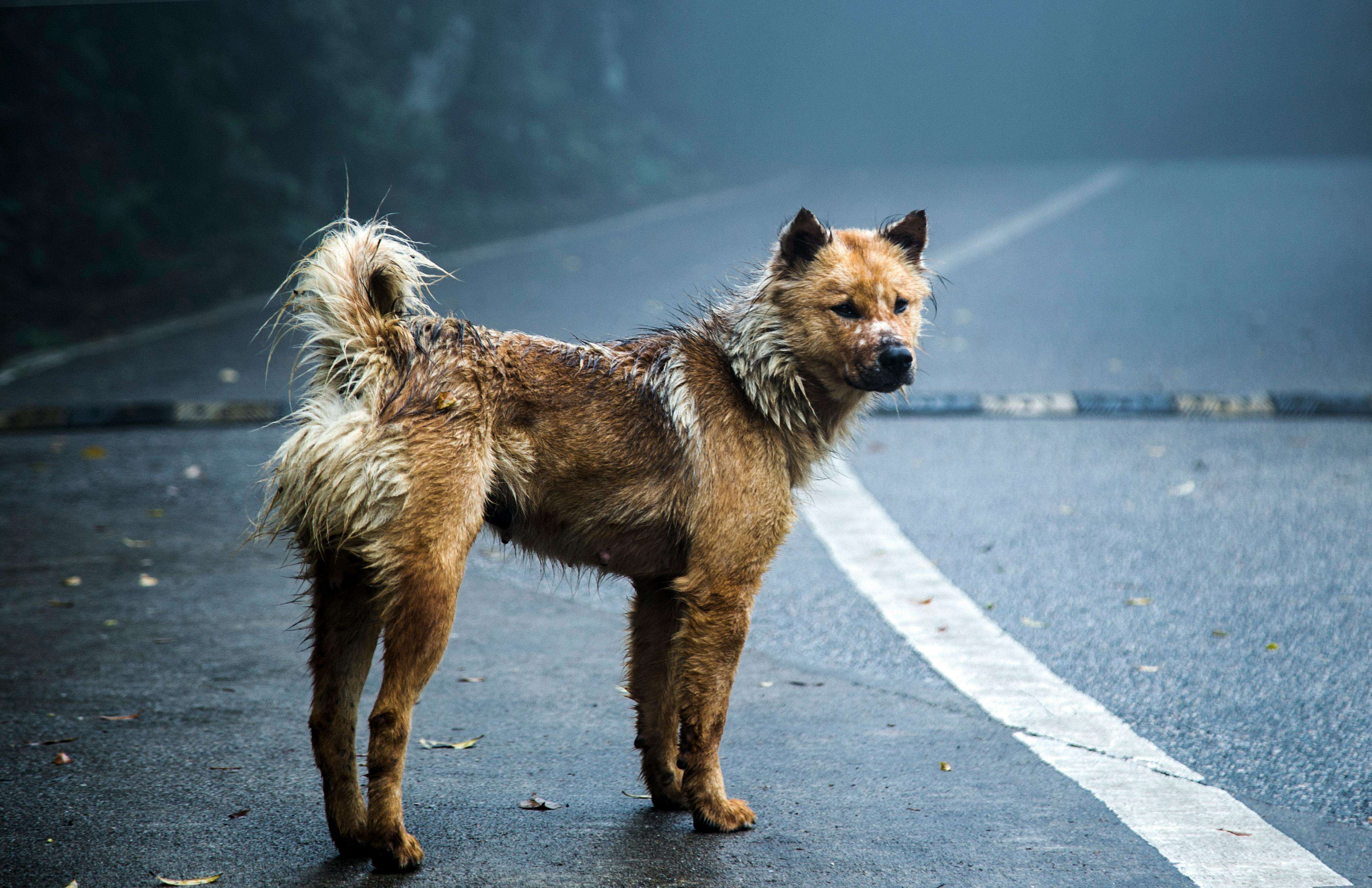 When universities hire animal lovers to do their dirty work | Ep79