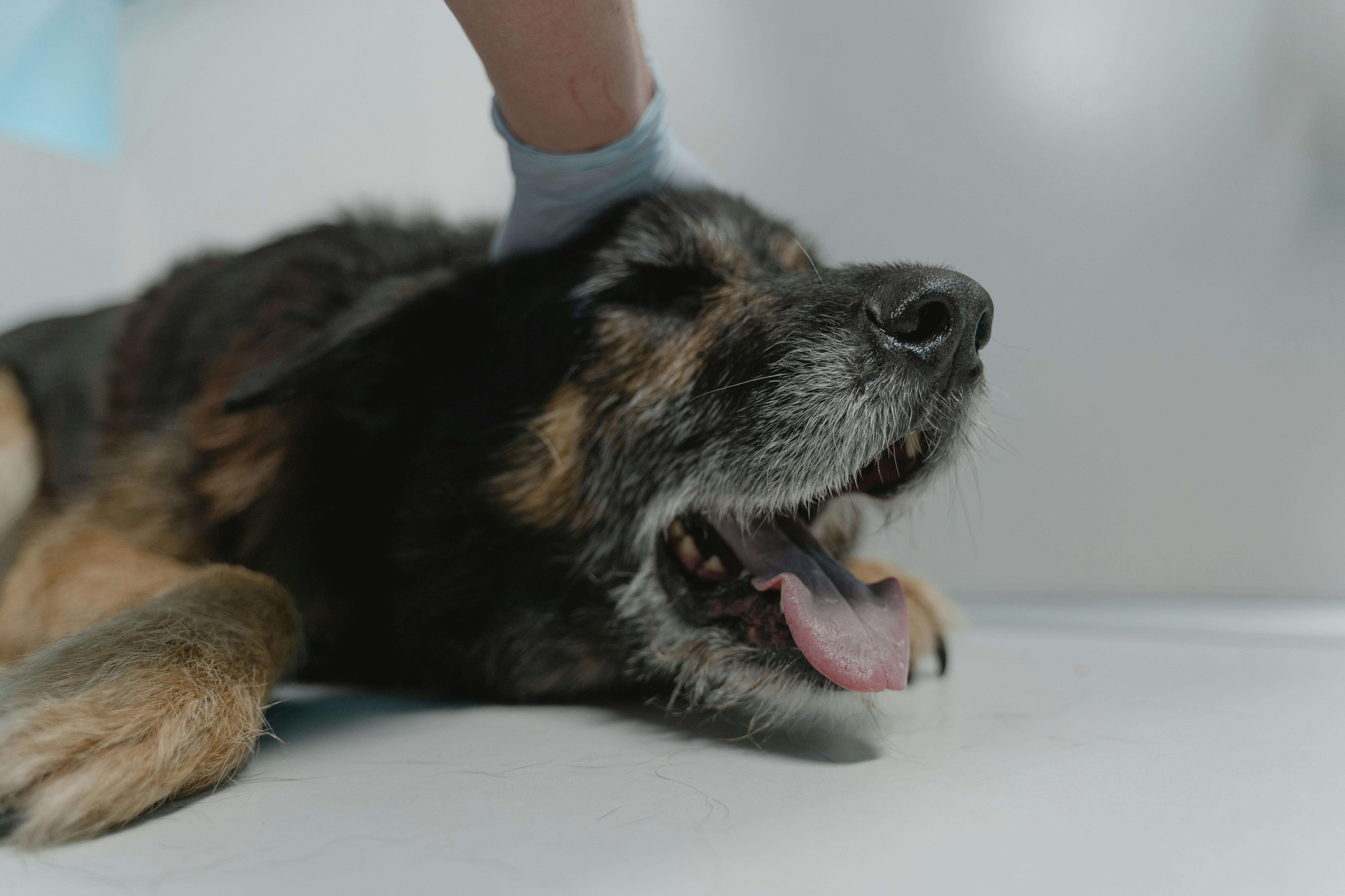 Why organizations only sterilize female dogs | Ep80