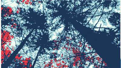 The Butcher of the Forest is a short horror/fantasy fiction which follow Veris Thorn through the mysterious and supernatural woods, or "The Elmever." (Photo edit via Canva)