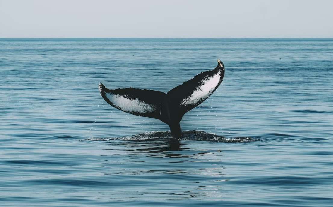 Iceland, Norway, and Japan the only remaining whaling countries in the world | Ep119 Iceland, Norway, and Japan the only remaining whaling countries in the world | Ep119