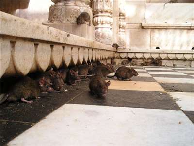 Rats carried plague-infected fleas throughout Eurasia and North Africa in the Late Middle Ages, killing millions. (Photo: Pixabay)