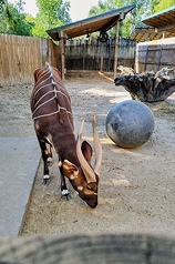 A male mountain bongo named "Harris," gifted by Houston Zoo to Taipei Zoo, arrived in Taiwan late Tuesday night, transported by EVA Air. (Photo: CNA)