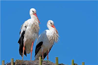 After a 600-year absence, white storks are back in England’s Midlands, released at Willington Wetlands as part of an ambitious project to re-establish a breeding population. (Photo: Georg Wietschorke/Pexels)