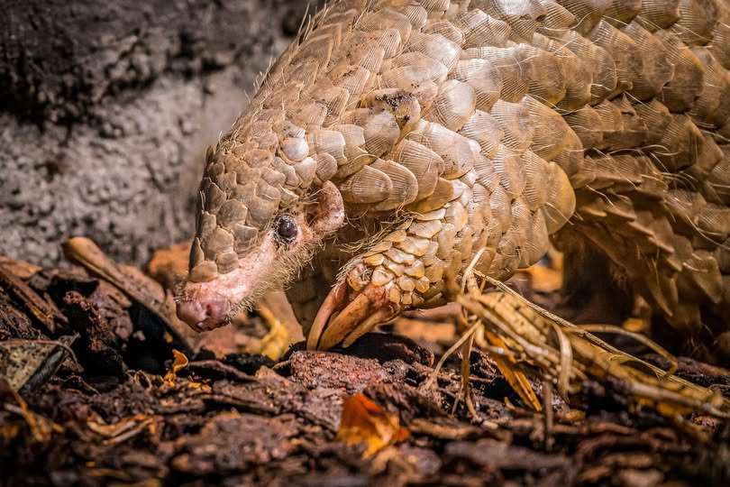 This Formosan pangolin lived out their life in Czechia as part of Taiwan's "pangolin diplomacy." (Photo: Prague Zoo's Facebook)