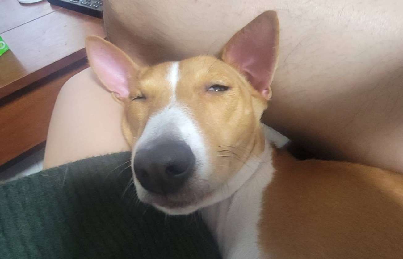 Sandwich the dog! (Photo: Leslie Liao)