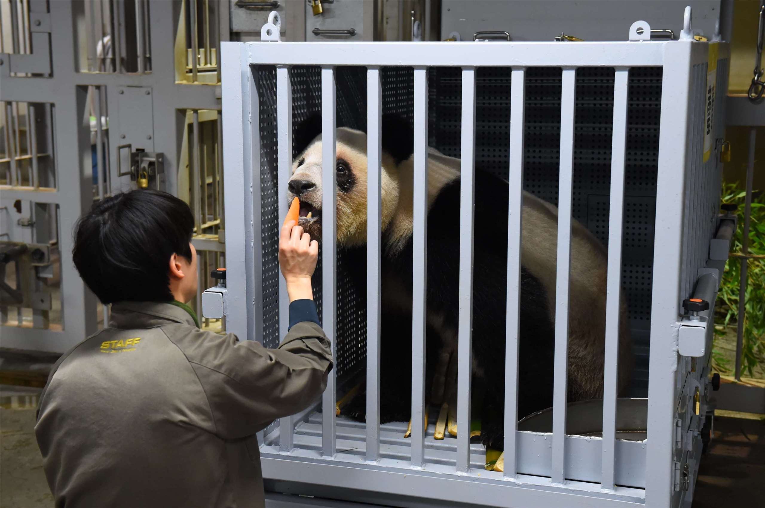 Ueno Zoo sends their only two pandas, Xiao Xiao and Lei Lei, to China. It's both the pandas' first time leaving Japan since they were born five years ago and the first time Japan has been panda-less since 1972. (Photo: Ueno Zoological Gardens' Twitter/X)