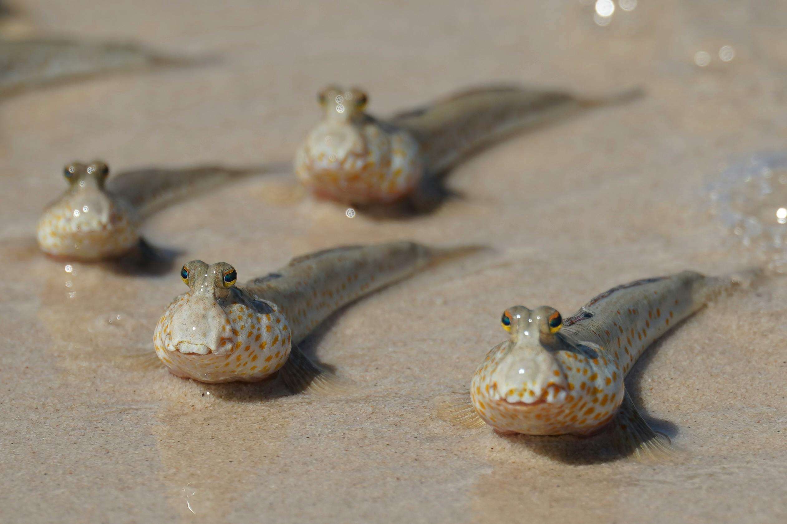 These fish are transitioning to land animals | Ep83