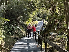 To avoid traffic jams, Wang recommended public transport, especially shuttle buses to Yangmingshan National Park, where flowers are currently in bloom. (Photo: CNA)