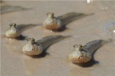 Mudskippers spend most of their time on land – up to 90%. (Photo: Pexels)
