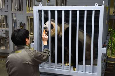 Ueno Zoo sends their only two pandas, Xiao Xiao and Lei Lei, to China. It's both the pandas' first time leaving Japan since they were born five years ago and the first time Japan has been panda-less since 1972. (Photo: Ueno Zoological Gardens' Twitter/X)