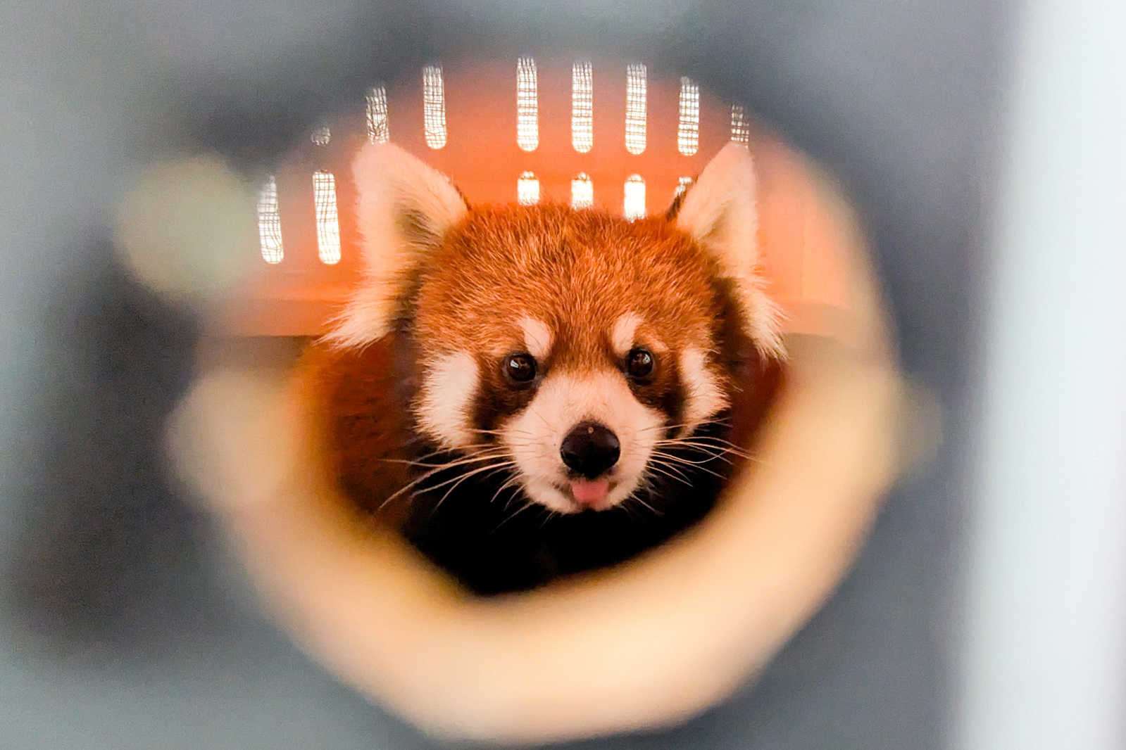 Taipei Zoo's new arrival, the female red panda named Sensen, will undergo one month of quarantine before meeting the other red pandas. (Photo: Taipei Zoo, CNA)