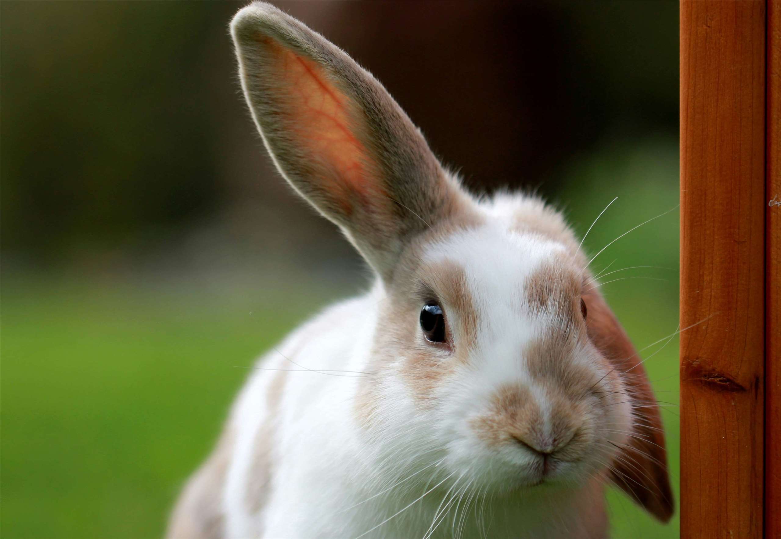 Who doesn't love bunnies! (Photo: Sandy Millar via Unsplash)