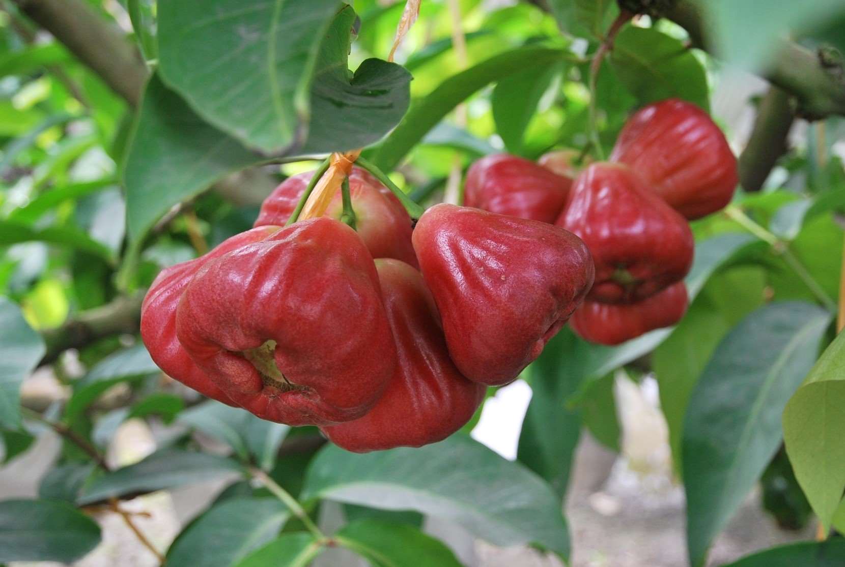 The farmer explained that the record-breaking wax apples are mainly due to careful variety selection and fertilizer management. (Photo: Facebook)