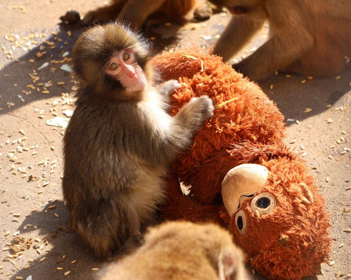 The monkey named Punch whose only friend is a plushie | Ep89