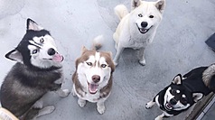 Legislator Chuang Jui-hsiung‘s adopted dogs. (Photo: CNA)