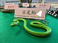The facility houses the six most common venomous snakes in Taiwan. (Photo: CNA)