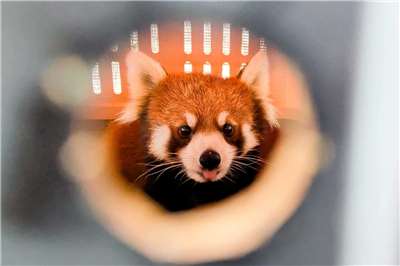 Taipei Zoo's new arrival, the female red panda named Sensen, will undergo one month of quarantine before meeting the other red pandas. (Photo: Taipei Zoo, CNA)