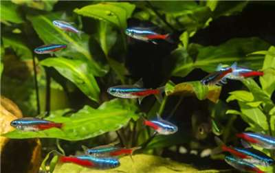 Neon Tetras (Photo: Wikipedia)