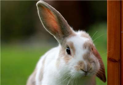 Who doesn't love bunnies! (Photo: Sandy Millar via Unsplash)