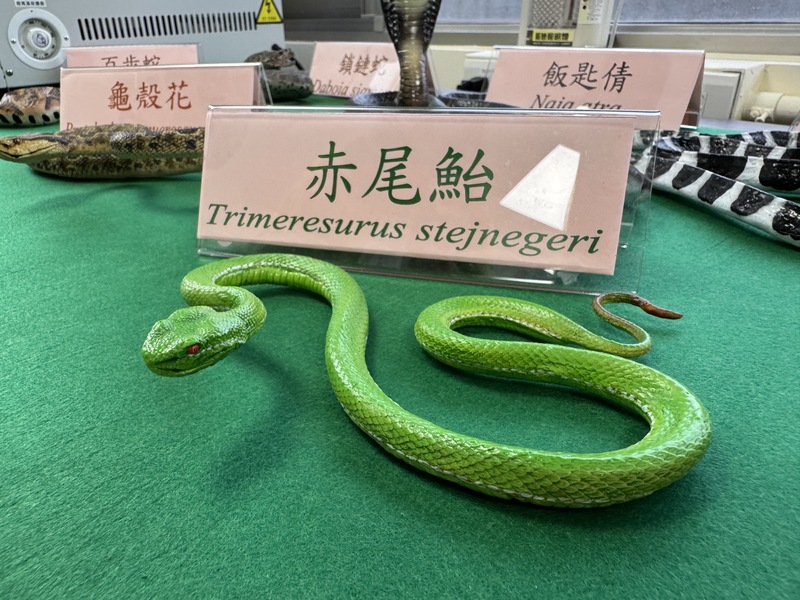 How many venomous snakebites happen in Taiwan every year? (Photo: CNA)