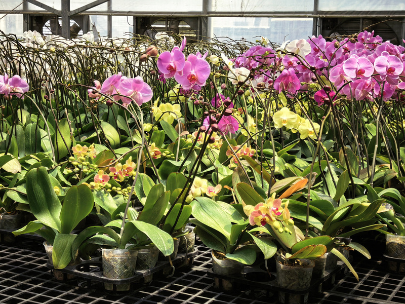 Phalaenopsis orchids. (Photo: CNA)