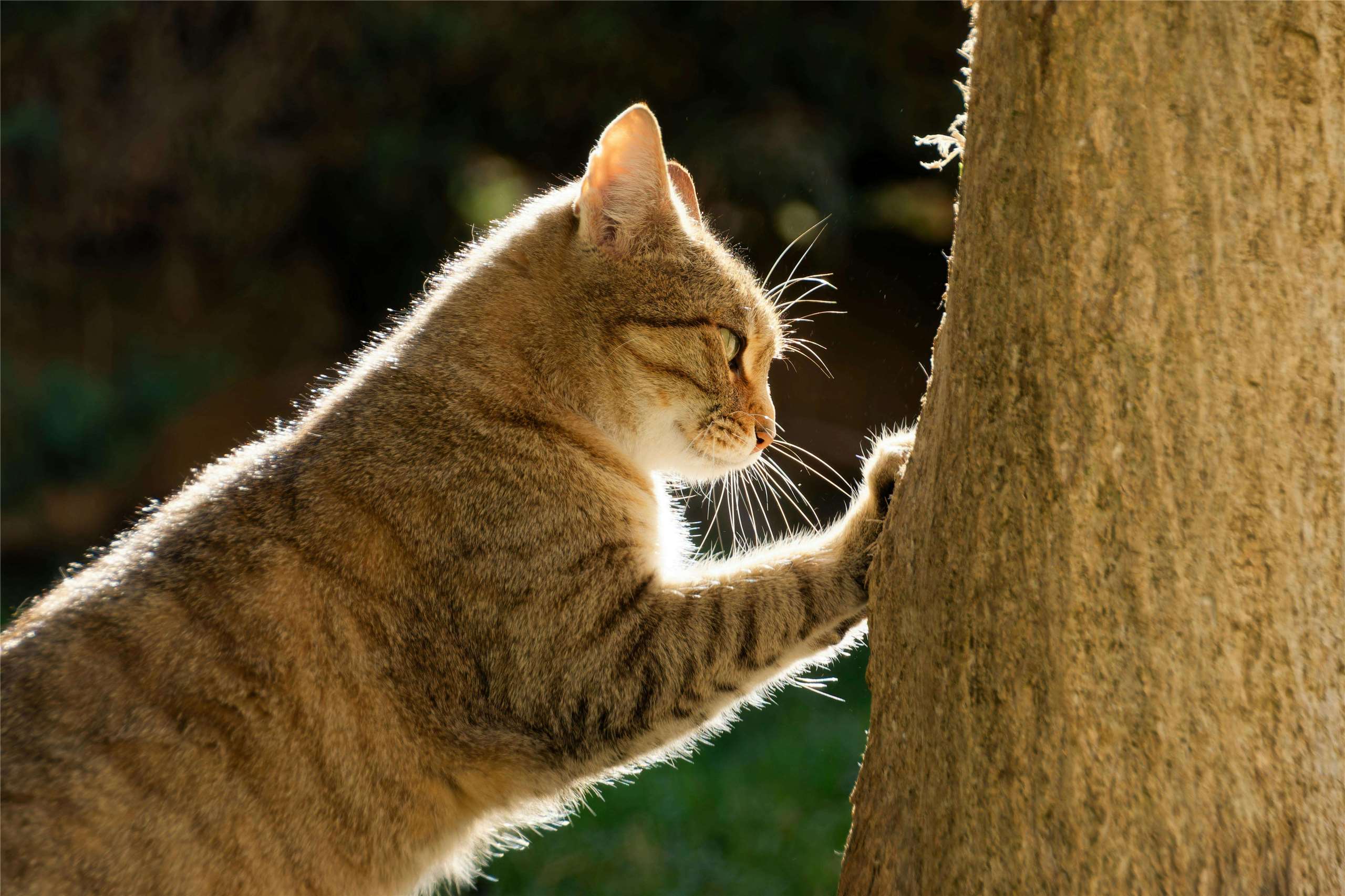 貓 cat scratching (Photo: Fred Augé on Pexels)
