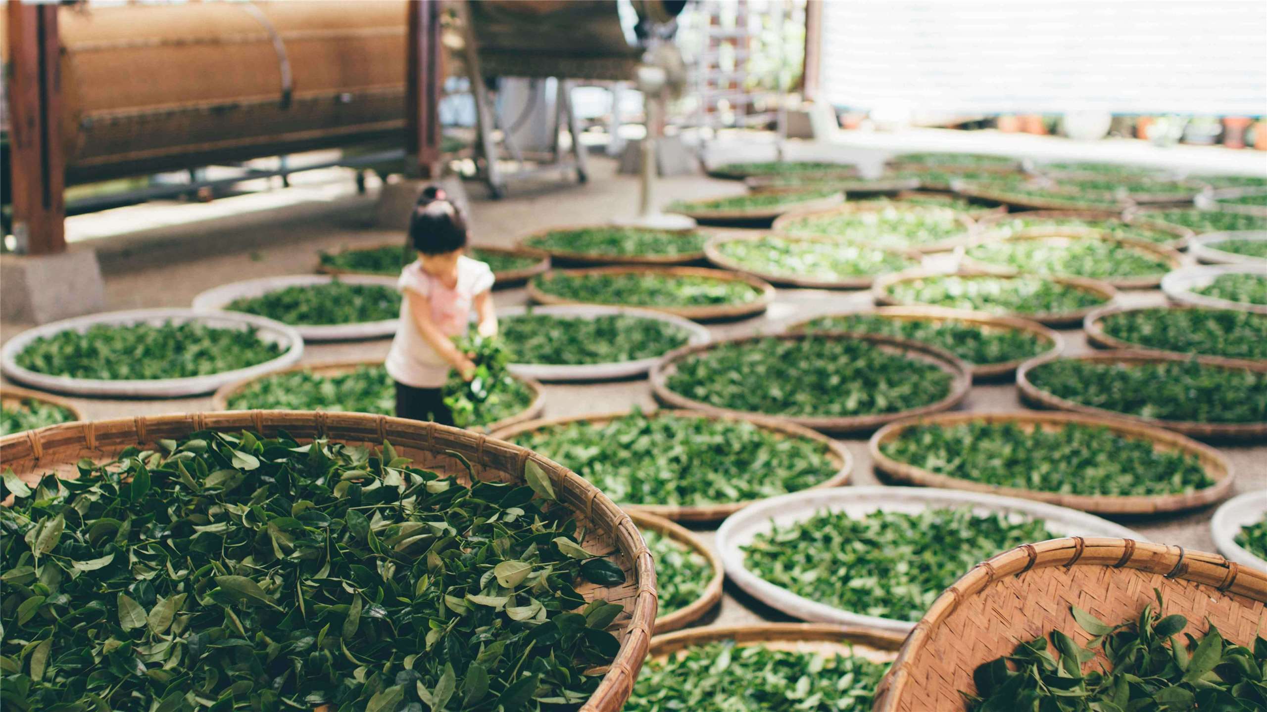 A tea garden in Taiwan. (Photo: 蔡嘉宇/Unsplash)