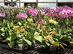 Phalaenopsis orchids. (Photo: CNA)