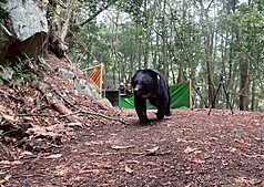 A Formosan black bear rescued in the Wuling area of ​​Taichung. (Photo: Forestry and Nature Conservation Agency/CNA)
