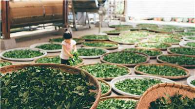 A tea garden in Taiwan. (Photo: 蔡嘉宇/Unsplash)