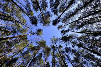 The Environment Ministry is looking to plant more trees to head off the effects of climate change. (Photo: Pixabay)