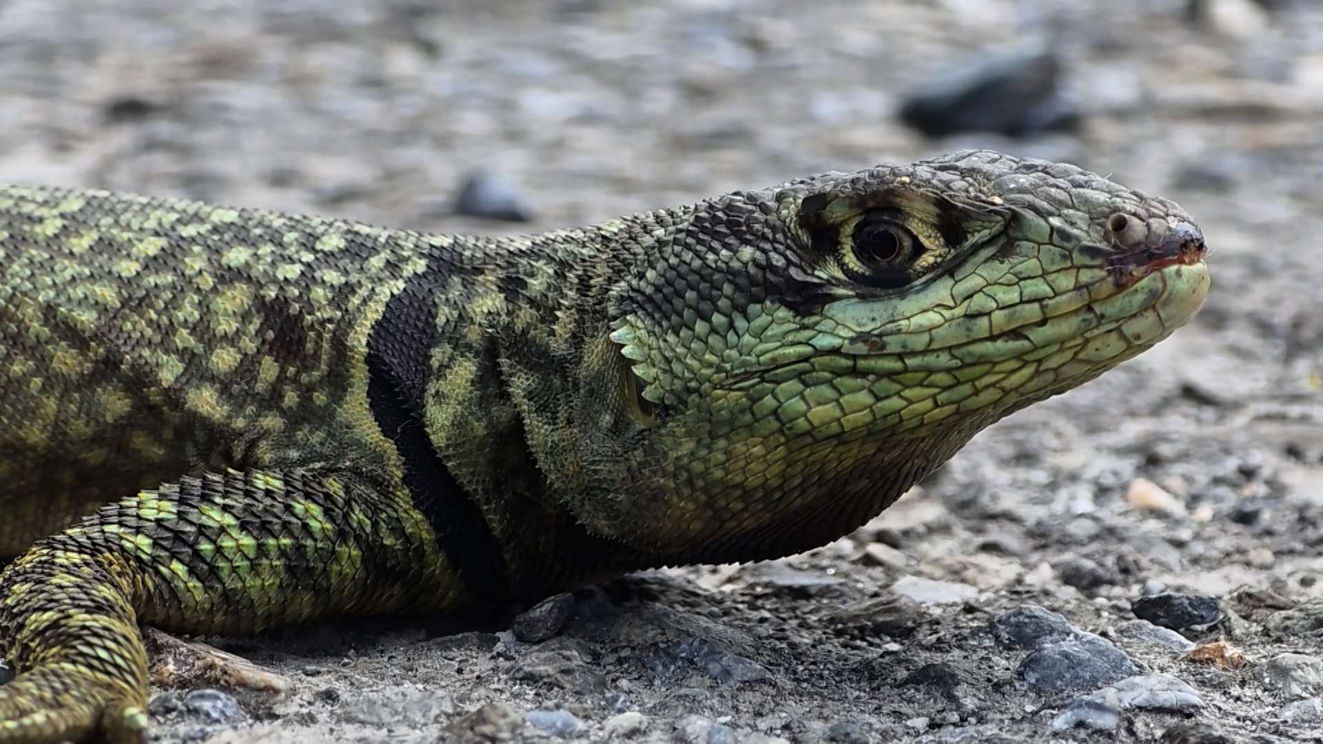 The Reptile Conservation Association of Taiwan believes a South American Amazon lava lizard was spotted in Hualien, likely smuggled in by accident with a marble shipment. (Photo: video screenshot)