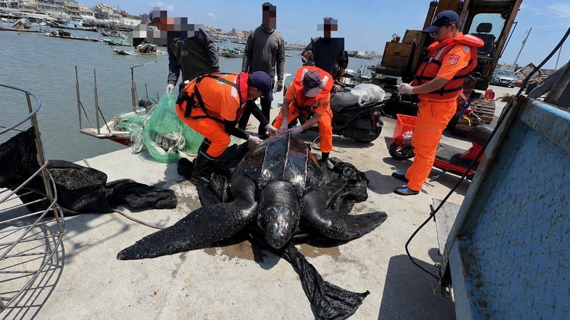 How do you accidentally catch a 200-kg sea turtle? | Ep99