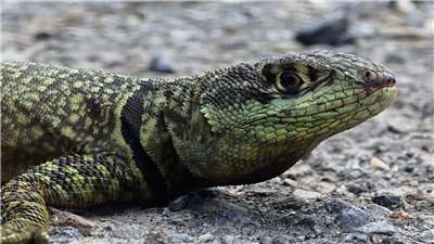 The Reptile Conservation Association of Taiwan believes a South American Amazon lava lizard was spotted in Hualien, likely smuggled in by accident with a marble shipment. (Photo: video screenshot)