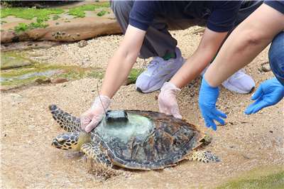 A rehabilitated turtle is returned to the ocean in Wanli District, New Taipei City, on May 12, 2026. (Rti Photo/James Thompson)