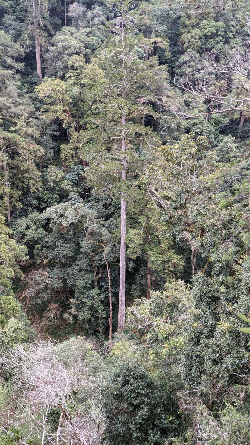 A research team from Taiwan’s Forest Research Institute and National Cheng Kung University used airborne LiDAR to search for giant trees across the island. After six days of trekking through mountainous terrain and climbing to measure it on site, they identified the 84.1-meter Taiwania tree known as “Heaven Sword” in the Daan River area, believed to be Taiwan’s tallest tree. (Photo: Forest Research Institute/Ministry of Agriculture)